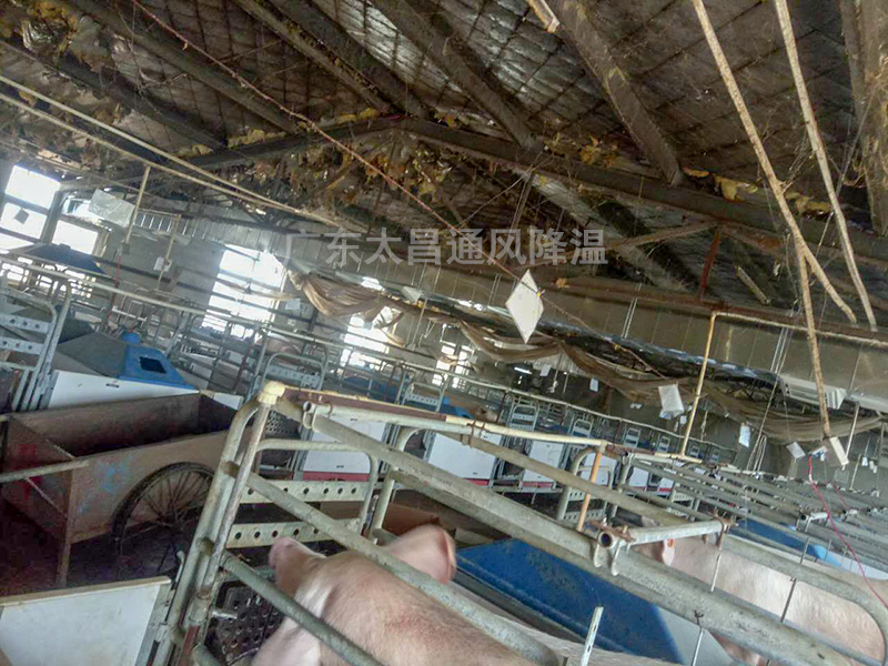 養殖場通風降溫3
